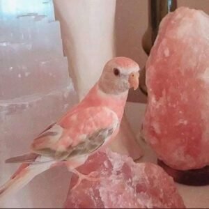 Pink Salt
